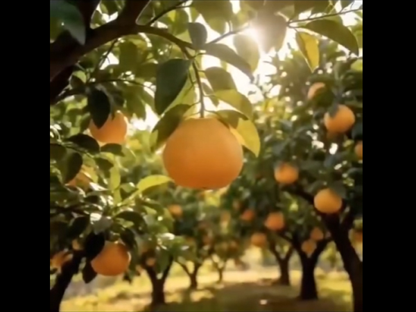 果园环境视频展示